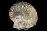 Cretaceous Ammonite (Jeletzkytes) Fossil - Wyoming #180846-1